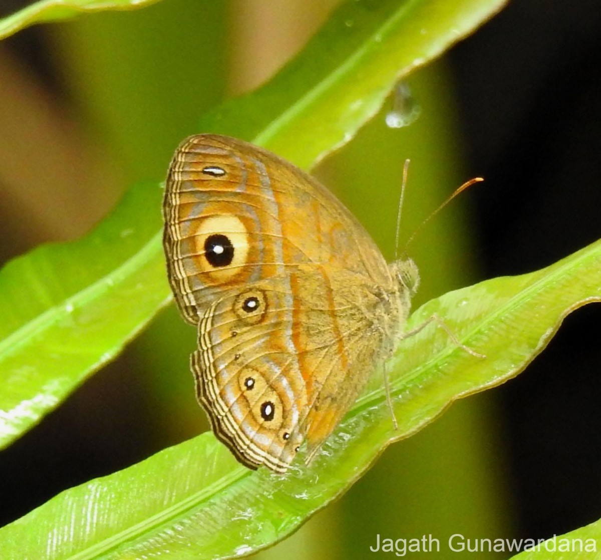 Mycalesis patina Moore, 1857